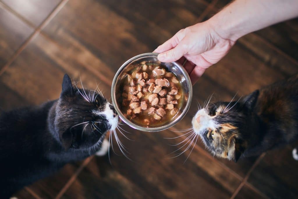 Why Does Your Cat Want You to Watch Her Eat? Let’s Talk Affection Eating in Cats