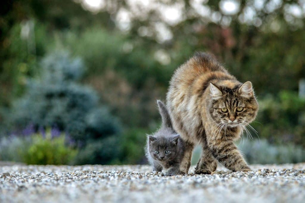 feral cats (Felis catus) in Mediterranean woodland